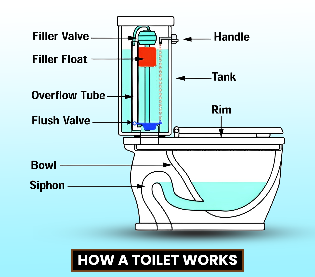 How Does a Toilet Siphon Work? (2024)